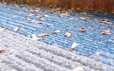 Flying termites
