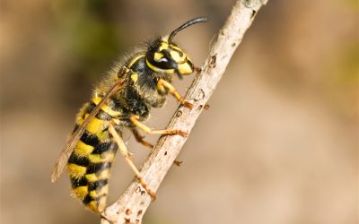 How to get rid of European wasps