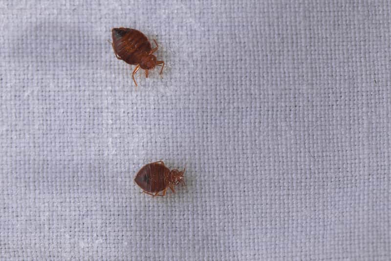 Bed bugs at home