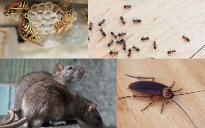 Common house pests in Australia