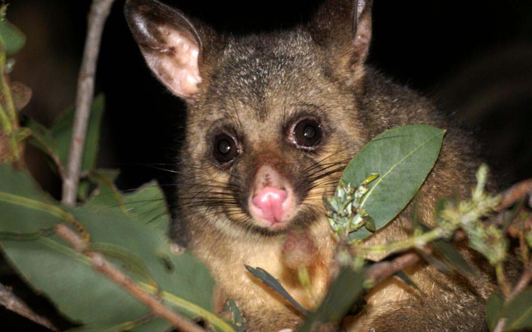 Effective Possum Repellent For Your Home And Garden