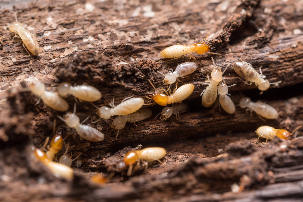 termite control services near you