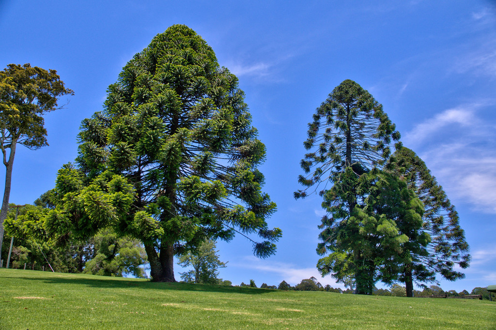 Bunya pine tree