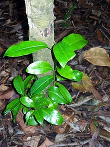 Fontainea oraria