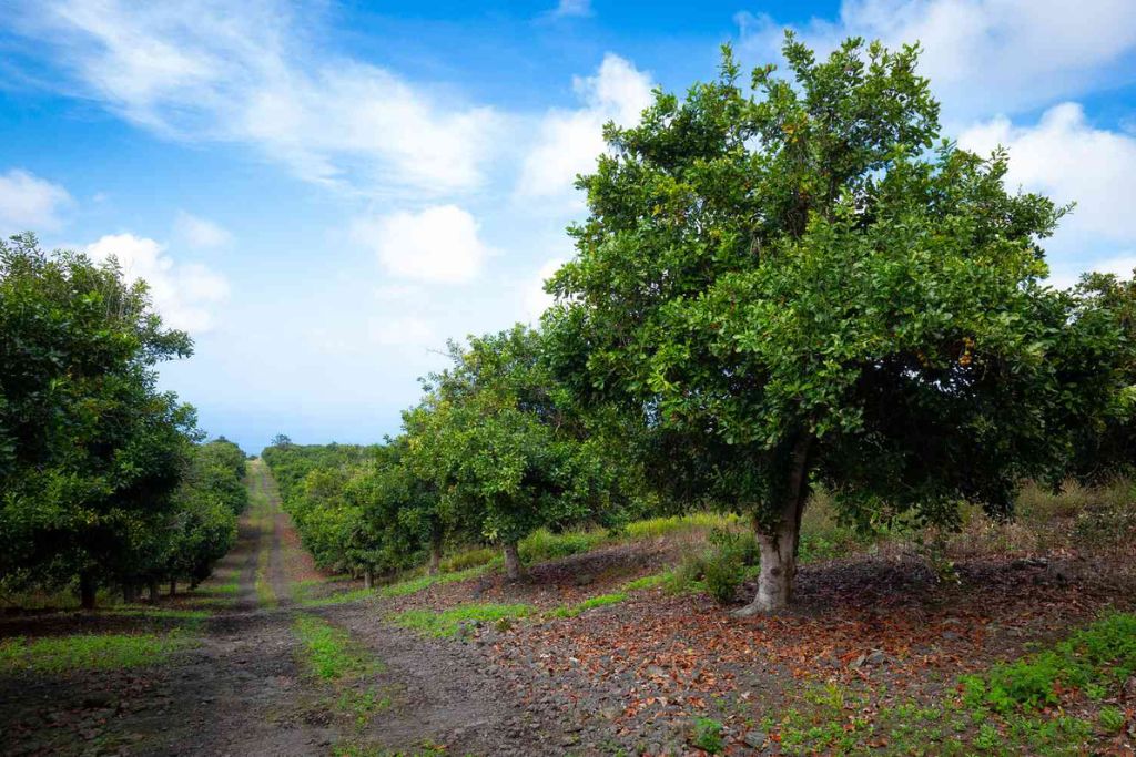 Macadamia nut tree