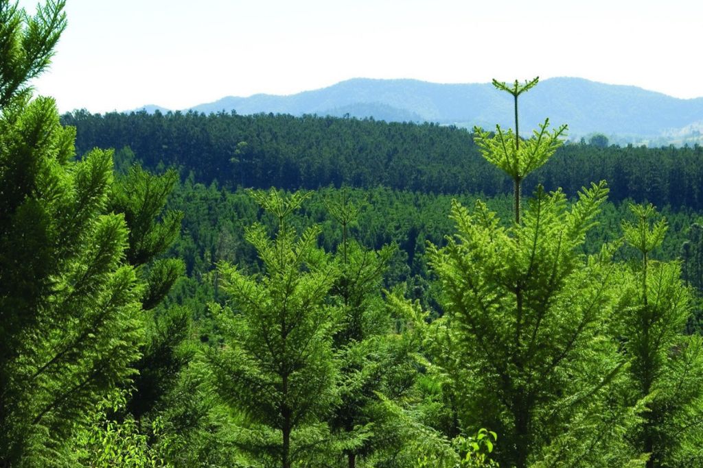 Removing protected hoop pine trees