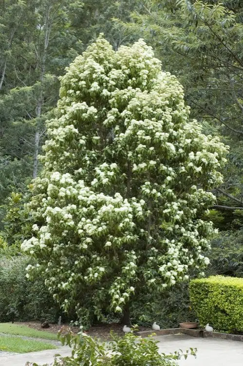 Removing protected lemon myrtle trees