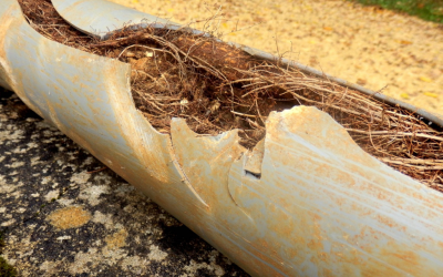 Tree Roots In Pipes? How Bad Is It, Really?