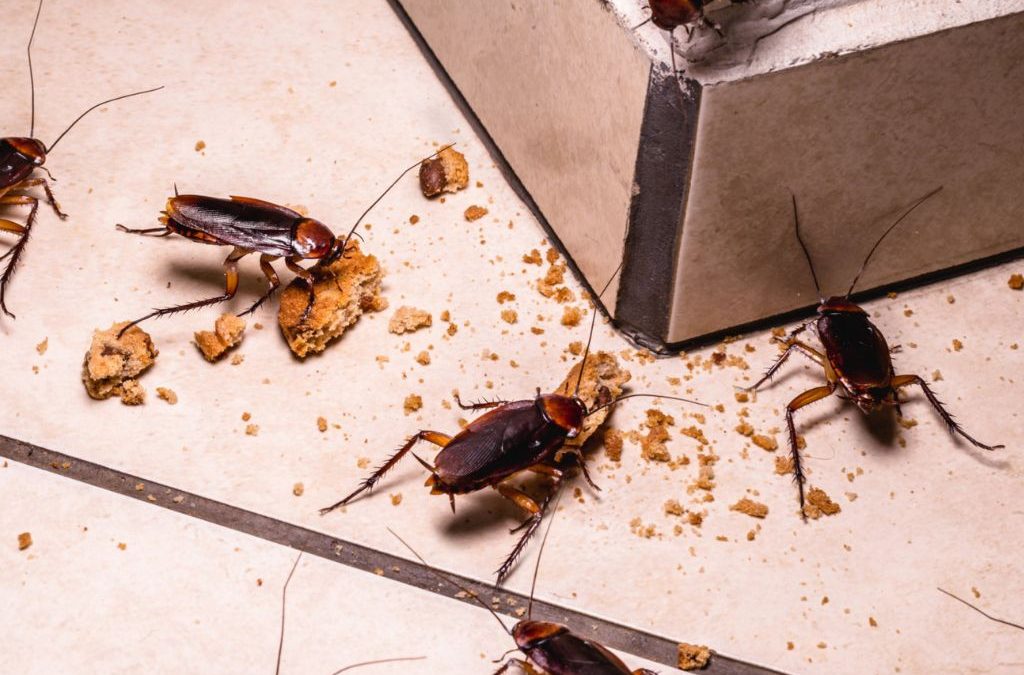 cockroach species Sydney