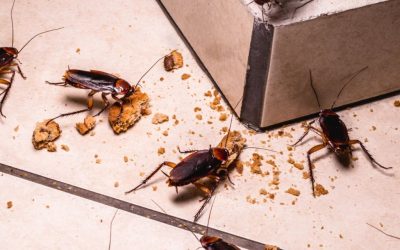 Most Common Cockroaches Found In Sydney