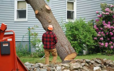 Tree Removal Cost – All Your Questions Answered