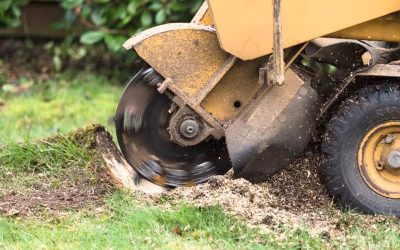 How Much Does Stump Grinding Cost? A Straight-Up Guide